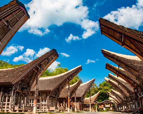toraja